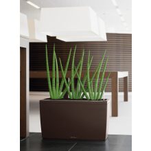 Lechuza Cararo Sett: Eszpresszo