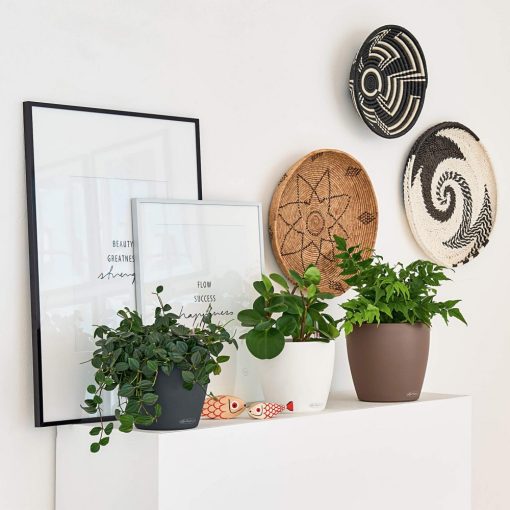 Lechuza Classico Color 18 Matt Önöntöző készlettel Szerecsendió