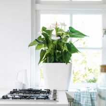 Lechuza Quadro Premium LS 21: Ezüst