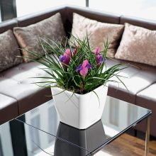 Lechuza Quadro Premium LS 21: Skarlát