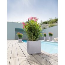 Lechuza CANTO Stone All-in-One Set: 30x30x30 cm Szürke