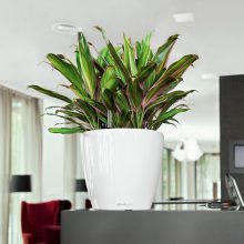 Lechuza Classico Premium LS 28: Fehér