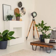 Lechuza Classico Color 43 Matt Önöntöző készlettel Szerecsendió