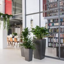 Lechuza Cubico 22 Premium-All-in-One Set: Fehér