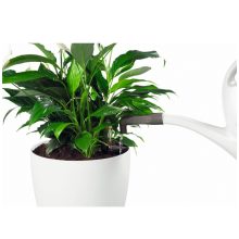 Lechuza Pico öntöző csap