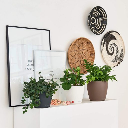 Lechuza Classico Color 35 Matt Önöntöző készlettel Szerecsendió