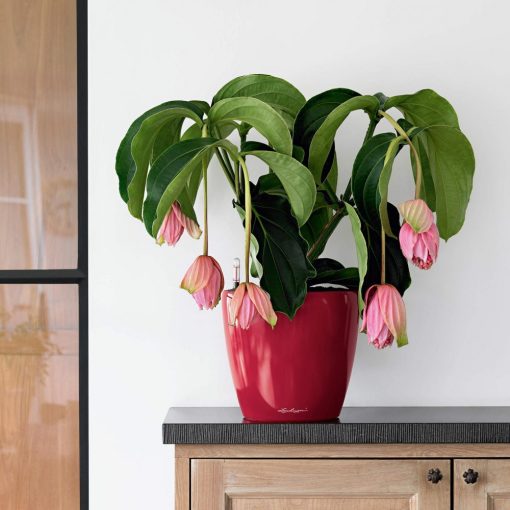 Lechuza Classico Premium LS 43: Skarlát