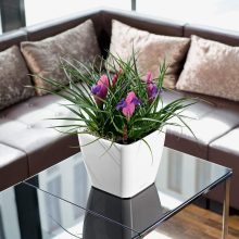 Lechuza Quadro Premium LS 35: Skarlát 