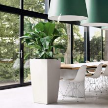 Lechuza Cubico 50 Premium-All-in-One Set: Fehér