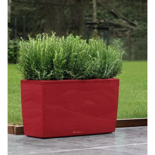 Lechuza Cararo Sett: Skarlát