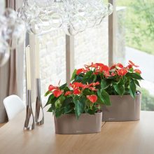  Lechuza Delta 10 Premium Taupe