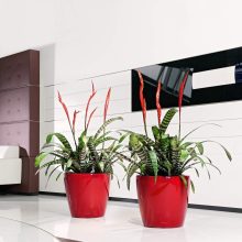 Lechuza Classico Premium LS 28: Skarlát