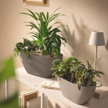 Lechuza Navio Color 20 