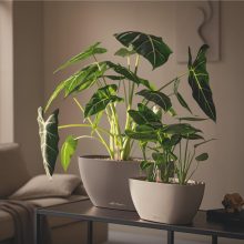 Lechuza Navio Color 20 