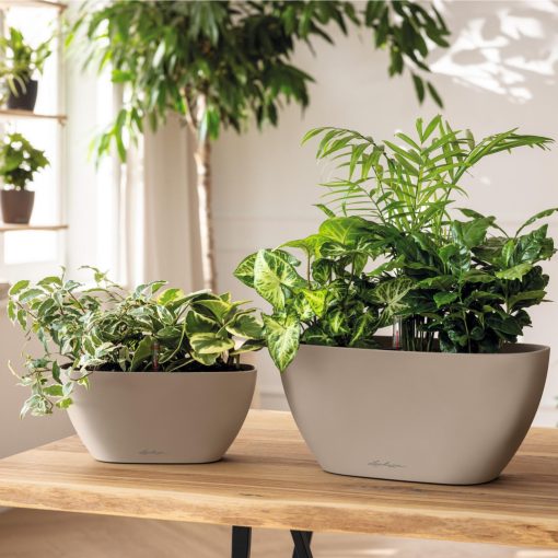 Lechuza Navio Color 20 