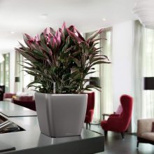 Lechuza Quadro Premium LS 35: Antracit