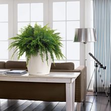 Lechuza Classico Color 21 Matt Önöntöző készlettel  Fehér