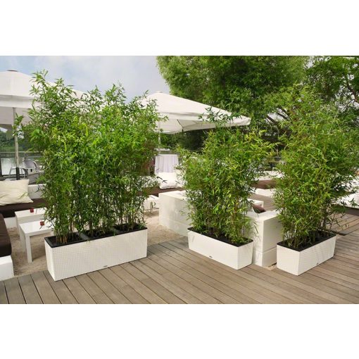 Lechuza TRIO Cottage 30 kiemelhető belsővel és önöntöző készlettel:  Fehér