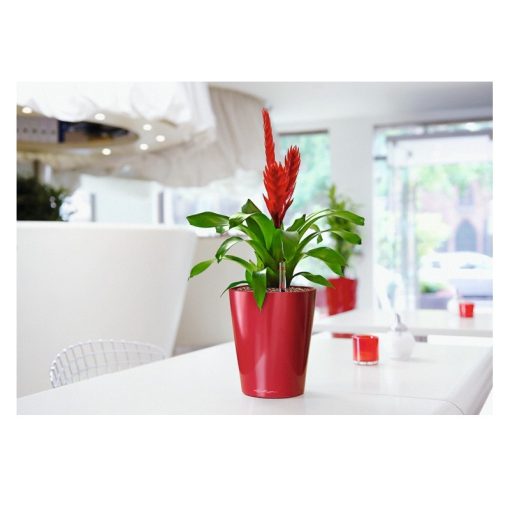  Lechuza Deltini önöntözővel: Skarlát 