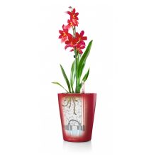  Lechuza Deltini önöntözővel: Skarlát 