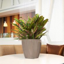 Lechuza Classico Premium LS 35: Taupe