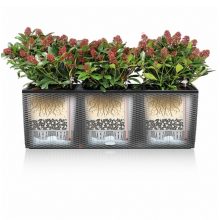 Lechuza TRIO Cottage 30  önöntöző készlettel: Graphite