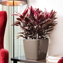 Lechuza Quadro Premium LS 21: Taupe