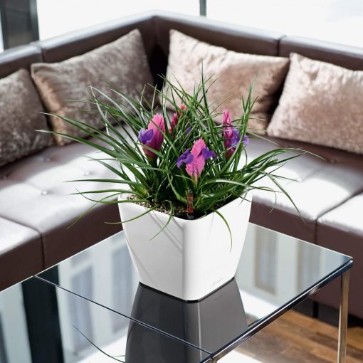 Lechuza Quadro Premium LS 21: Taupe