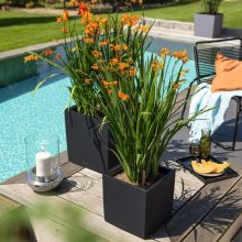 Lechuza Cube Color 30-40 