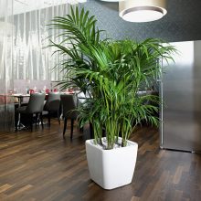 Lechuza Quadro Premium LS 21: Fehér