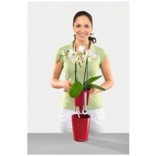 Lechuza Deltini önöntözővel: Antracit