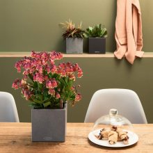 Lechuza CANTO Stone 14 Grafit