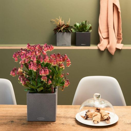 Lechuza CANTO Stone 14 Grafit